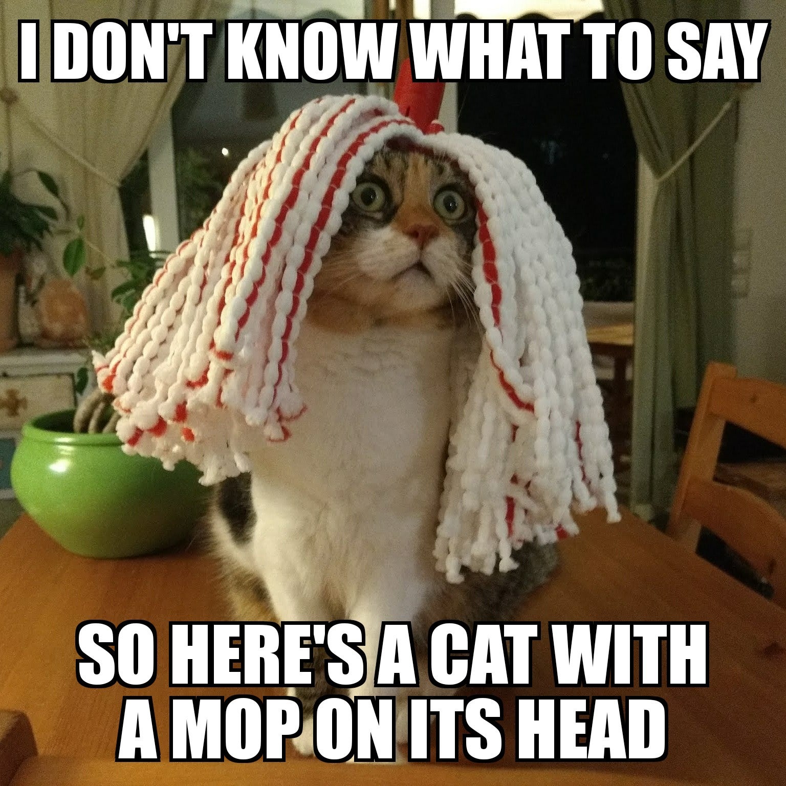 cat mop