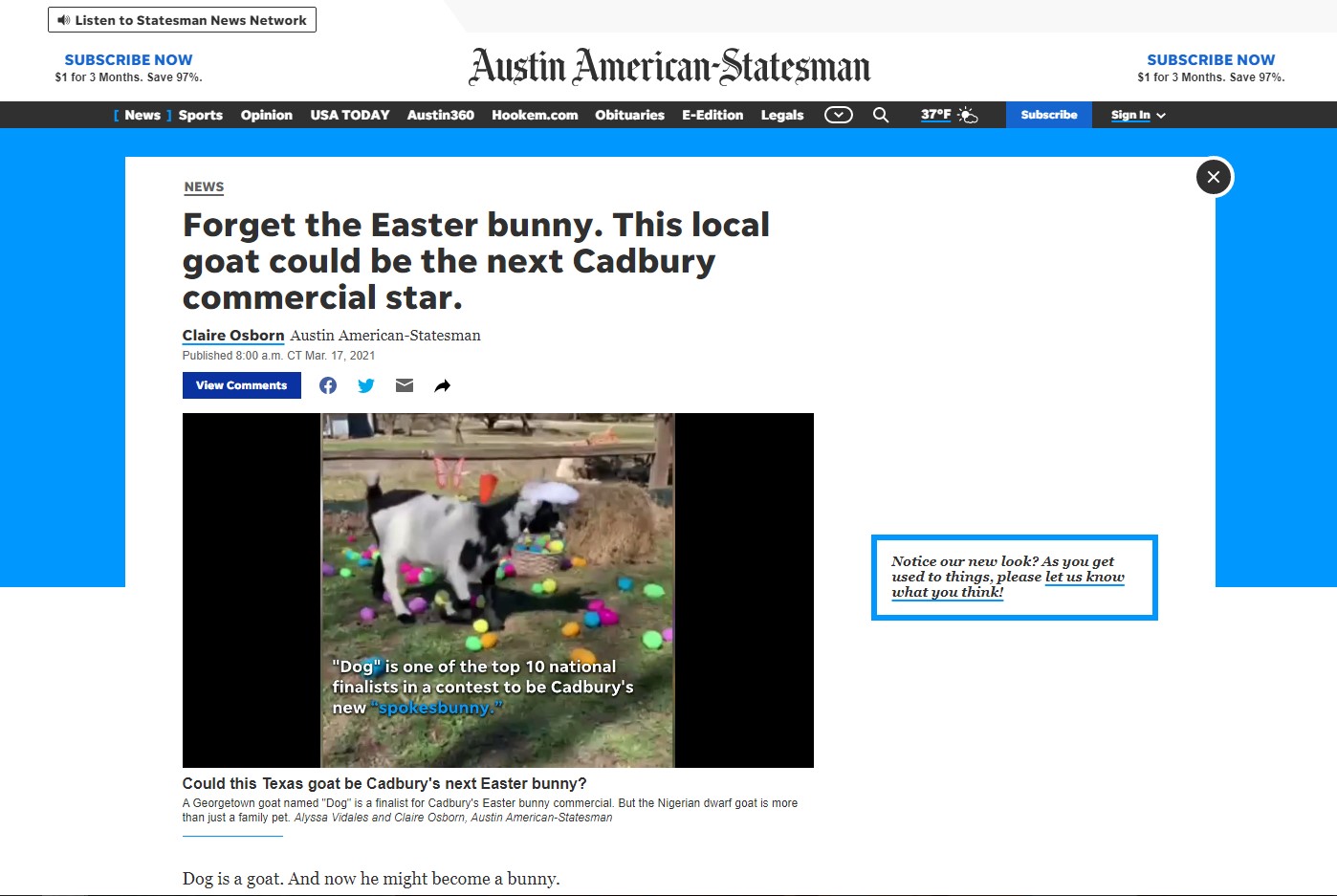 A tree frog named Betty is this year's Cadbury Easter Bunny mascot